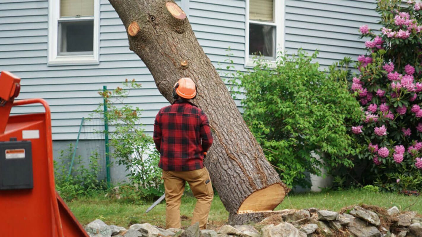 Residential Tree Removal Services Miami Township OH