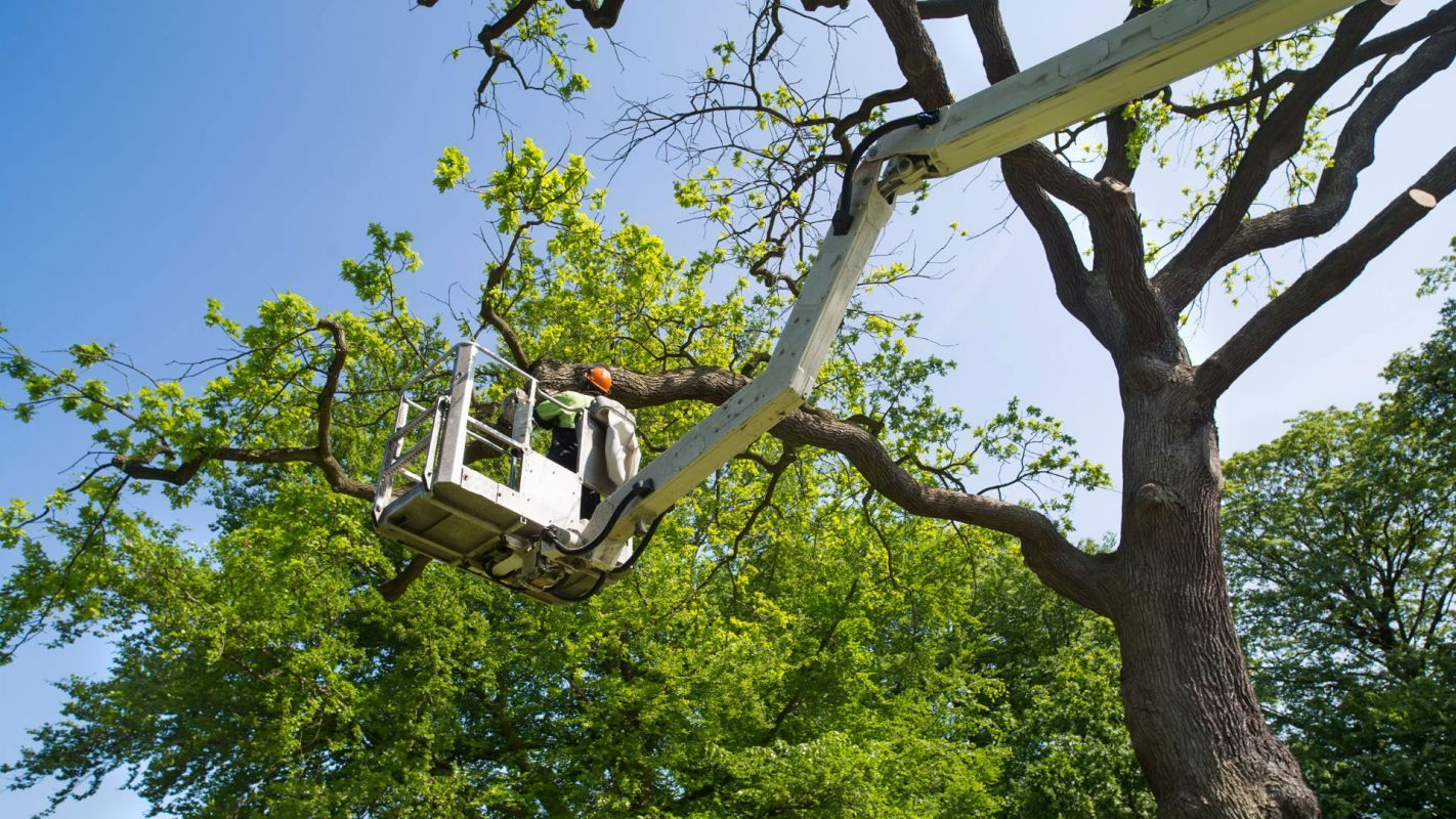 Commercial Tree Trimming Services Milford OH