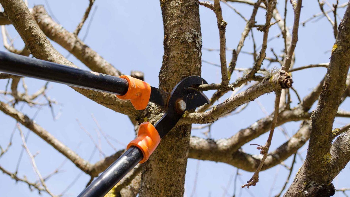 Residential Tree Trimming Services Milford OH