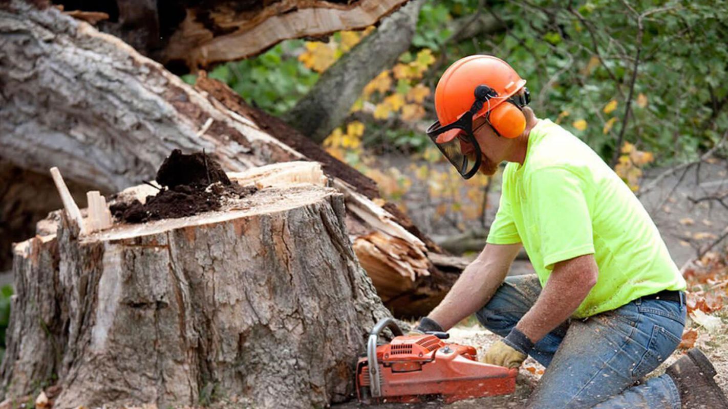Stump Removal Services Milford OH